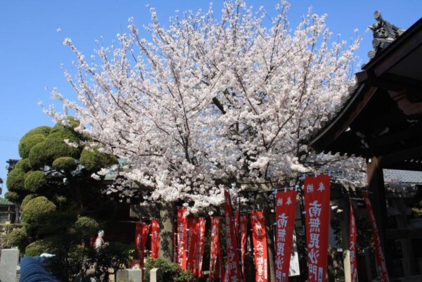 常光円満寺の桜が満開ですサムネイル