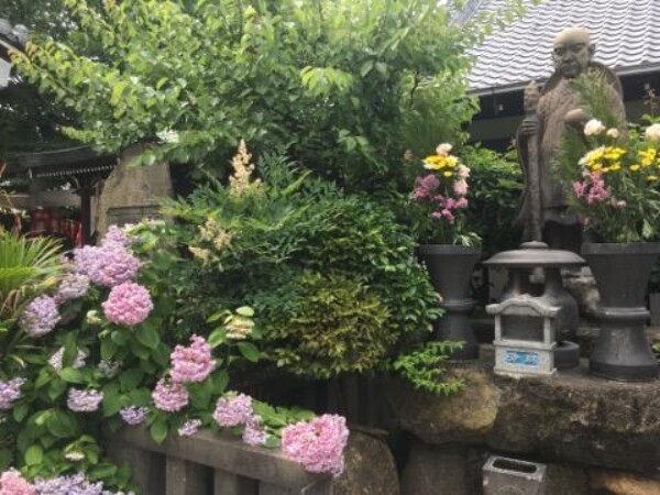 紫陽花が咲きましたサムネイル