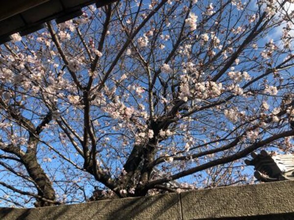 桜が咲き始めましたサムネイル