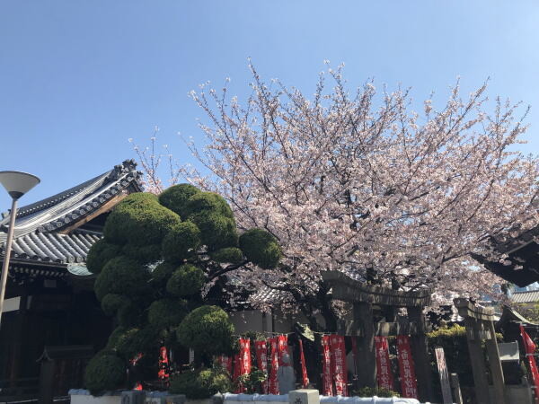 桜が美しいサムネイル