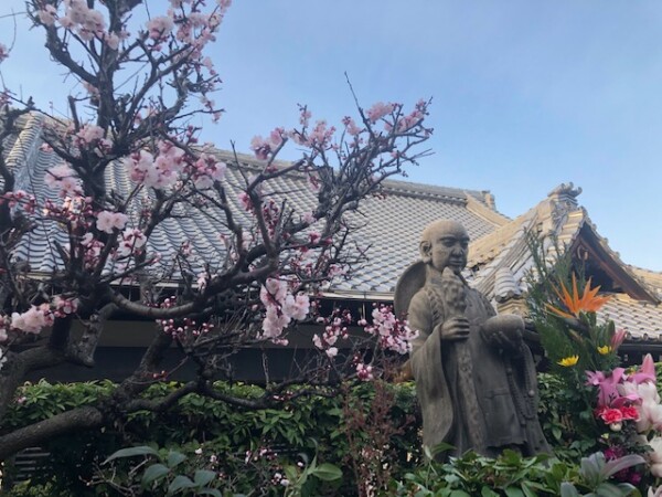 梅の花が開花しました（大阪：常光円満寺）サムネイル
