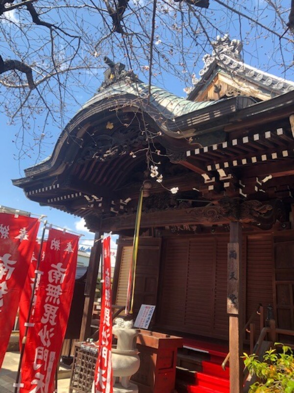 常光円満寺も桜が開花しましたよ。サムネイル