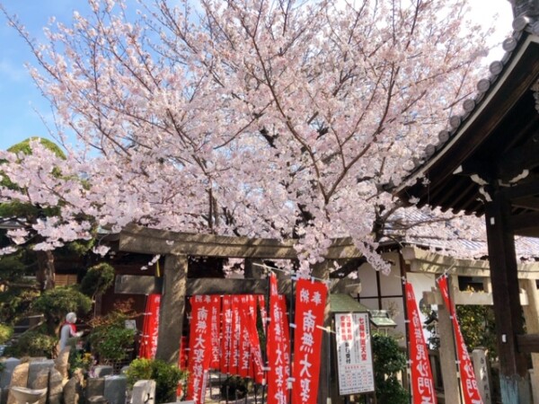 常光円満寺の桜が満開ですサムネイル