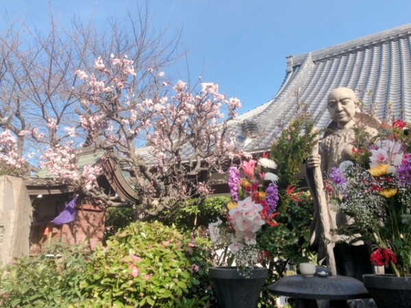 梅の花が綺麗に咲いています｜常光円満寺サムネイル