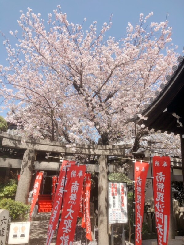 桜が満開｜常光円満寺サムネイル