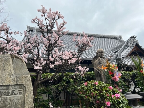 常光円満寺の梅が満開ですサムネイル