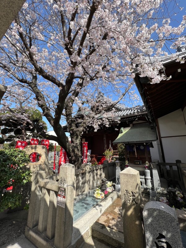 常光円満寺の桜が満開です｜大阪吹田市サムネイル