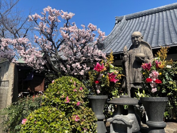 【寺内案内】桃の花が満開です｜常光円満寺（大阪吹田）サムネイル