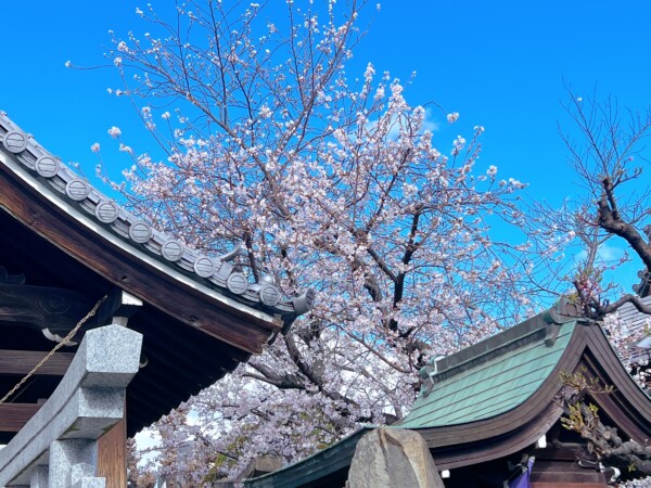 桜が咲き始めましたよ｜常光円満寺（大阪吹田）サムネイル