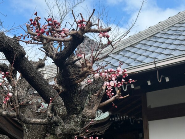 【開花宣言】常光円満寺の梅の花が開花しましたサムネイル