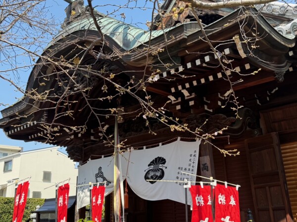 【開花宣言】桜が開花しました｜常光円満寺（大阪吹田）サムネイル